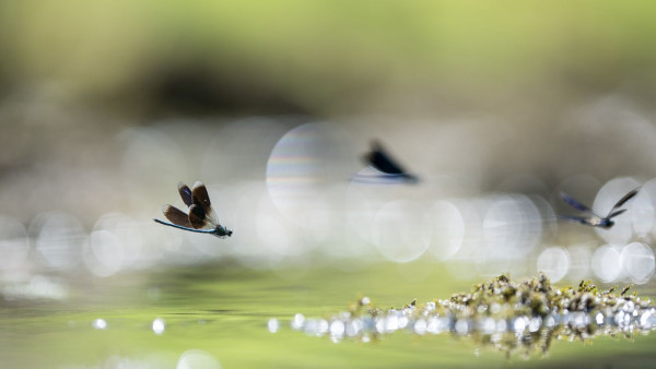 Meilleures photos concours 2024