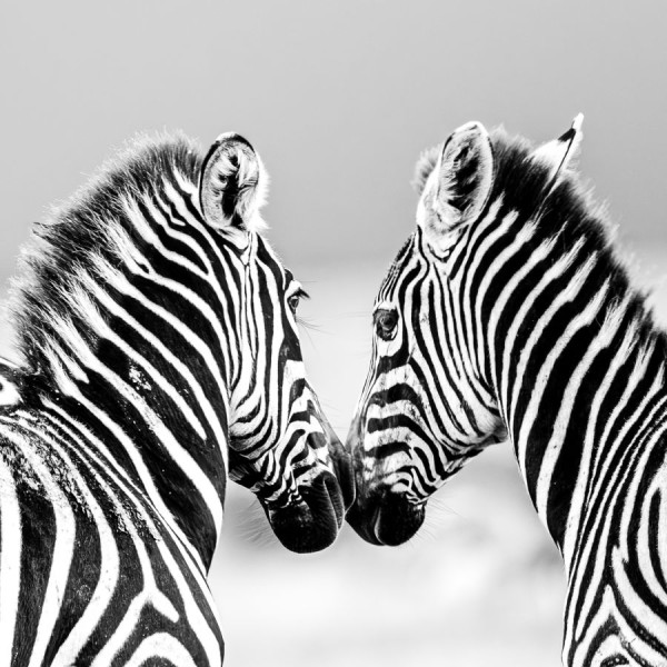 Meilleures photos concours 2025