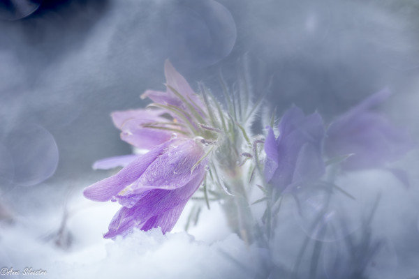 photo Anne Silvestre