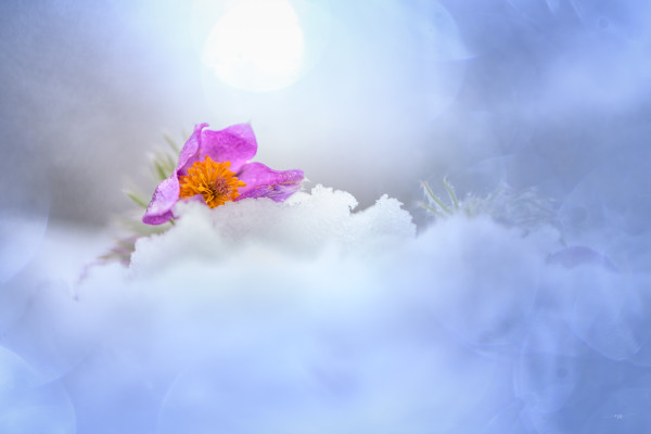 Photo Michel Villequey