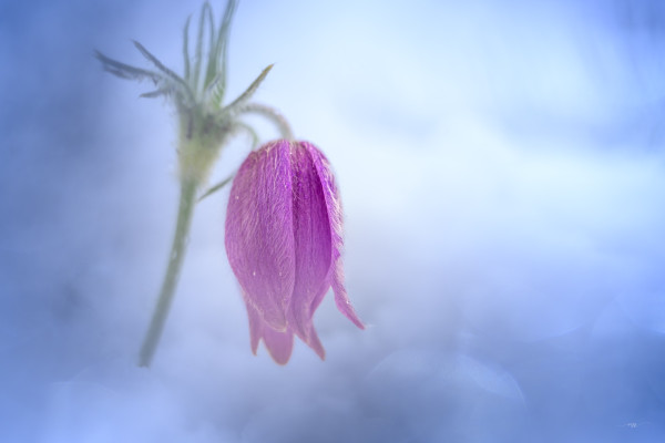 Photo Michel Villequey