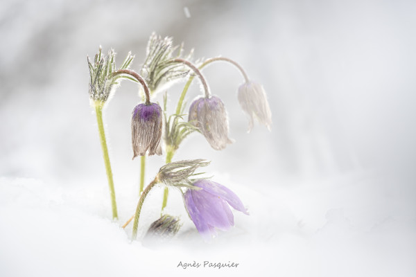 photo Agnes Pasquier