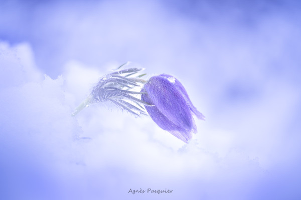 Photo Agnes Pasquier